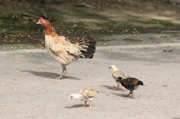 Kippen en kuikens liepen. — Stockfoto