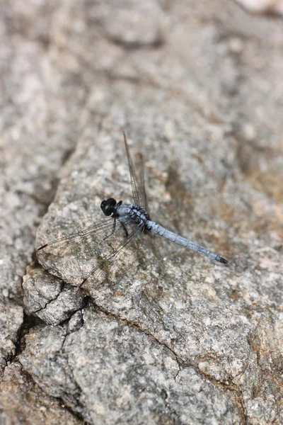 Spangled Skimmer Dragonfly on stone. — Stock Photo, Image