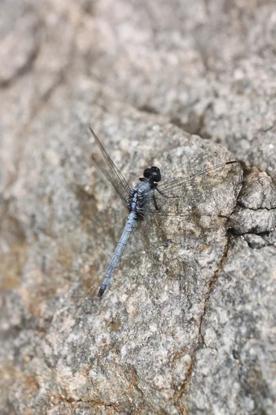 Spangled skimmer dragonfly på sten. — Stockfoto