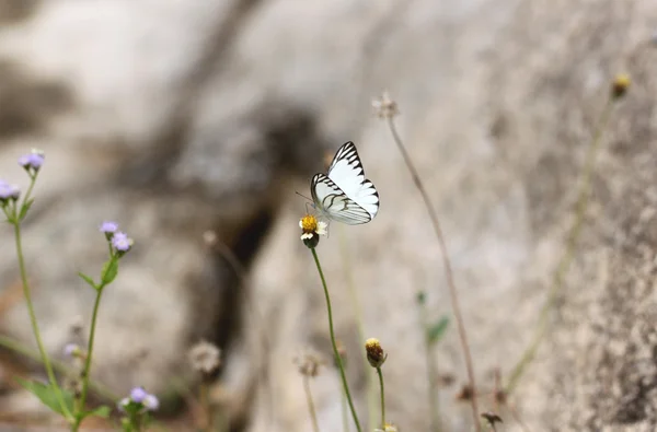 Vit fjäril på blomma. — Stockfoto