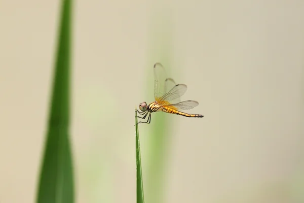 橙色的蜻蜓，顶尖的草地上. — 图库照片