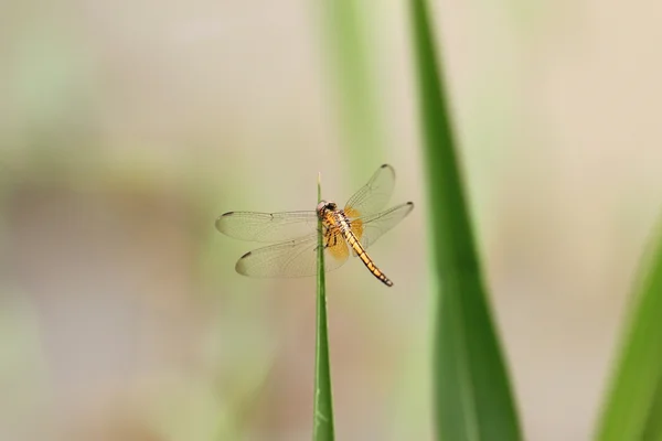 Dragonfly portocaliu pe iarba de sus . — Fotografie, imagine de stoc