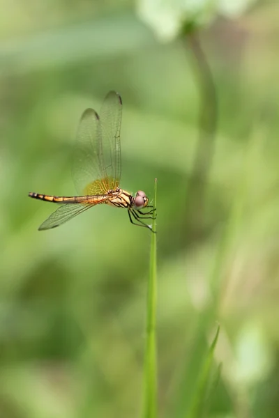 Orangefarbene Libelle auf oberem Gras. — Stockfoto