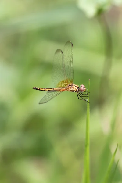 Orange dragonfly on top grass. — Stock Photo, Image