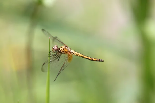 Orangefarbene Libelle auf oberem Gras. — Stockfoto