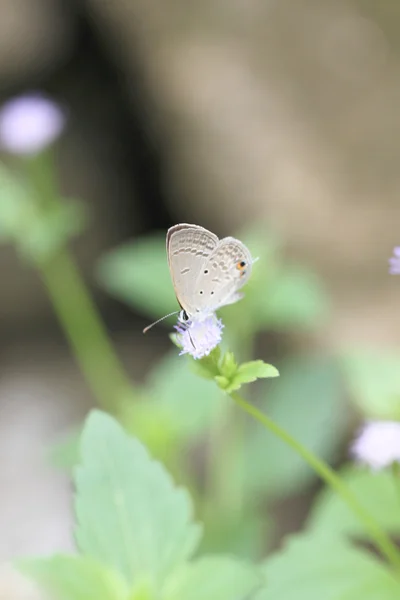 Ruskea perhonen kukka . — kuvapankkivalokuva