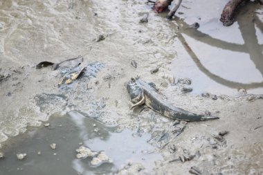 toprak sahil şeridi üzerinde zıpzıpı.