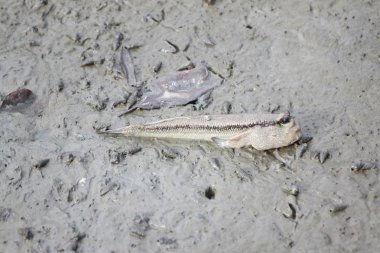 toprak sahil şeridi üzerinde zıpzıpı.