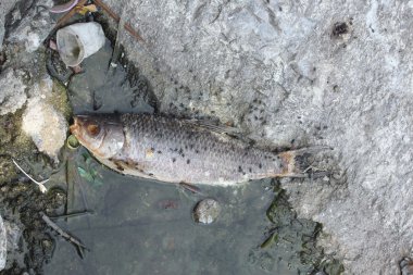 Balık ölmek çünkü Atıksu.