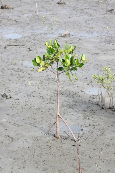 Mangrovový les. — Stock fotografie