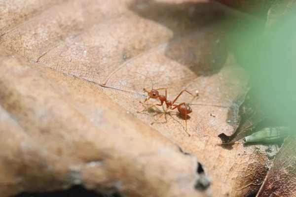 Ants are looking for food. — Stock Photo, Image