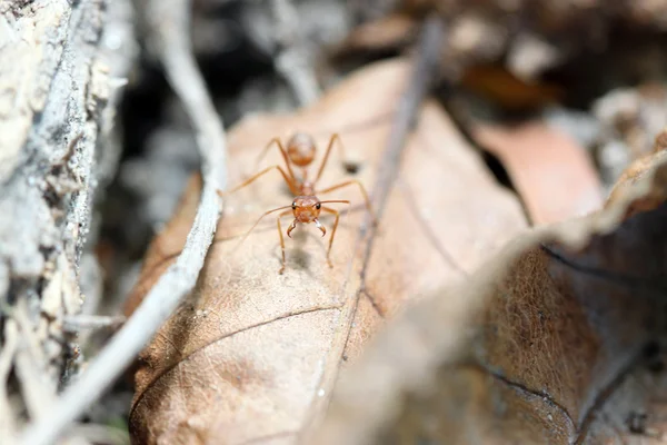Mrówki szukają pożywienia. — Zdjęcie stockowe