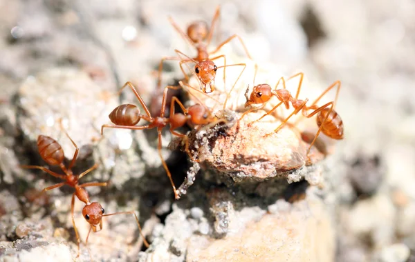 Las hormigas están buscando comida . — Foto de Stock