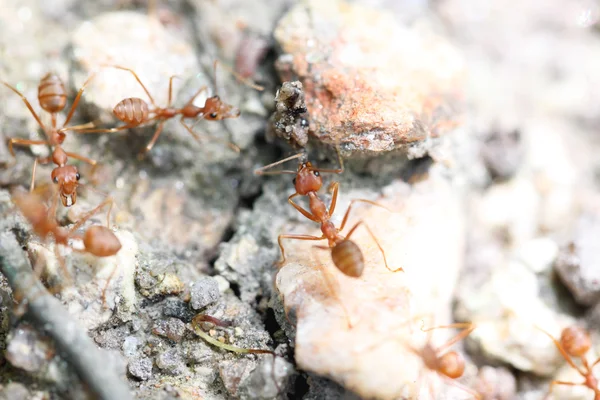 Ameisen suchen Nahrung. — Stockfoto