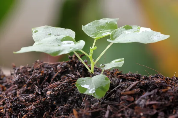 Groene zaailingen. — Stockfoto