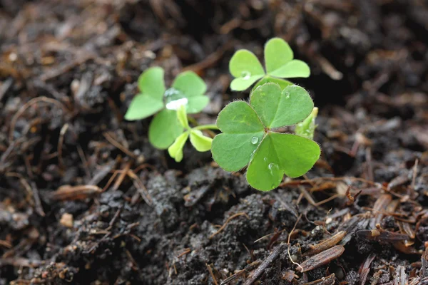 Groene zaailingen. — Stockfoto