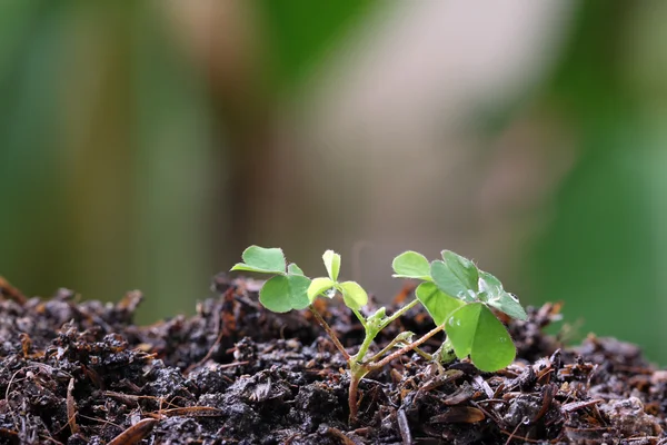 Green seedlings. — Stock Photo, Image