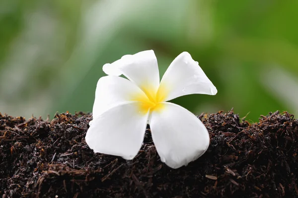 Witte frangipani op grond. — Stockfoto