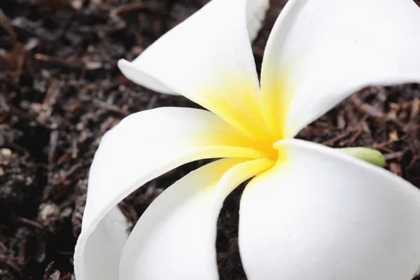 Witte frangipani op grond. — Stockfoto