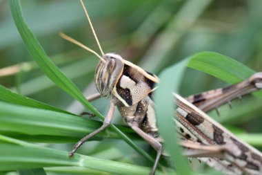 Macro of brown grasshopper perched on leaf. clipart
