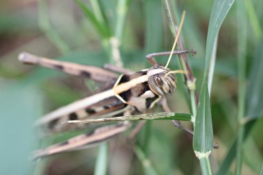 kahverengi çekirge yaprağı üzerinde tünemiş makro.