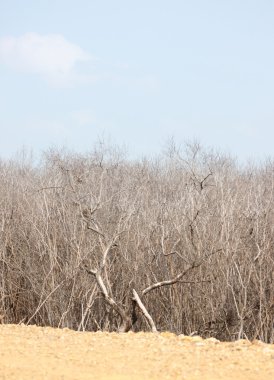 Zemin ve ölü ağaçlar.