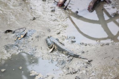 toprak sahil şeridi üzerinde zıpzıpı.