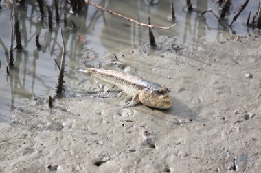 toprak sahil şeridi üzerinde zıpzıpı.