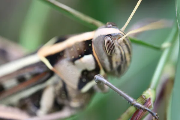 Makro av brun grasshopper uppe på blad. — Stockfoto