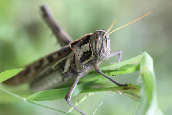 Makro av brun grasshopper uppe på blad. — Stockfoto