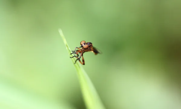 Kleine libellen op groen blad. — Stockfoto