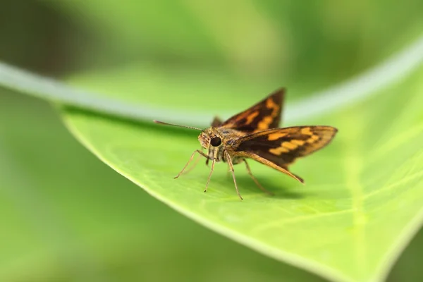 Insecte brun sur feuille verte . — Photo