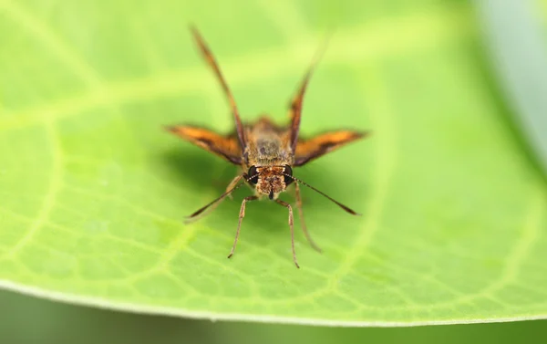 Insecto marrón sobre hoja verde . — Foto de Stock