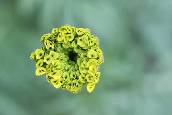 Pollen av blommor makro. — Stockfoto