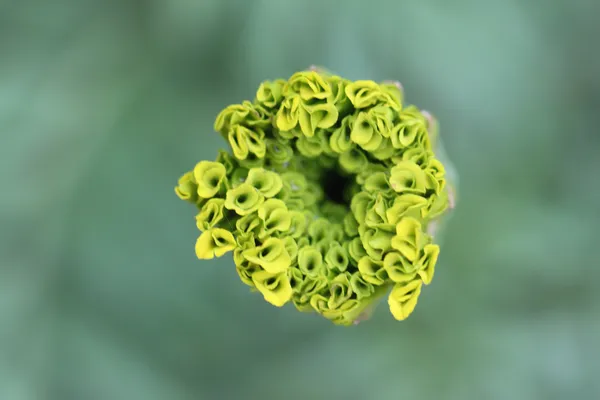 Polen çiçek makro. — Stok fotoğraf