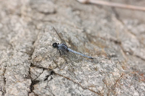 Spangled skimmer dragonfly på sten. — Stockfoto