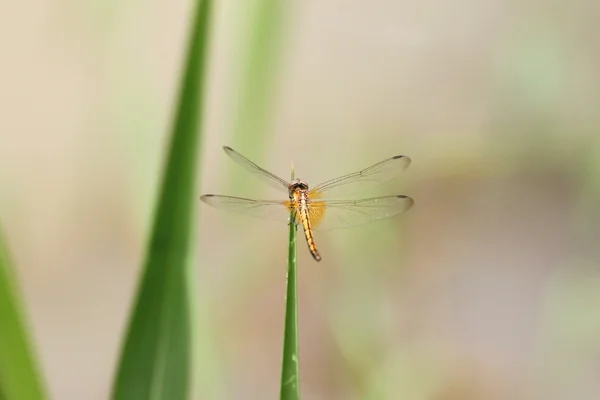 Dragonfly portocaliu pe iarba de sus . — Fotografie, imagine de stoc