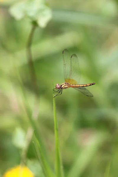 Orange dragonfly on top grass. — Stock Photo, Image