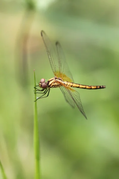 Libélula laranja na grama superior . — Fotografia de Stock