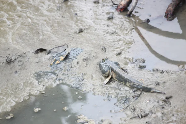 Mudskipper on soil coastline. — Stock Photo, Image