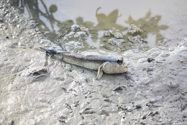 Mudskipper op bodem kustlijn. — Stockfoto