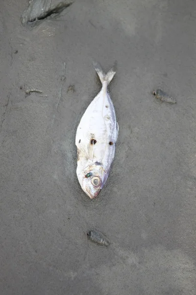 Død fisk . – stockfoto