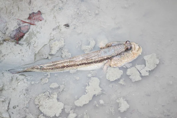 Mudskipper op bodem kustlijn. — Stockfoto