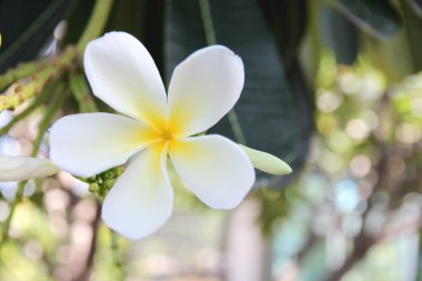 Bir ağaç üzerinde beyaz plumeria.
