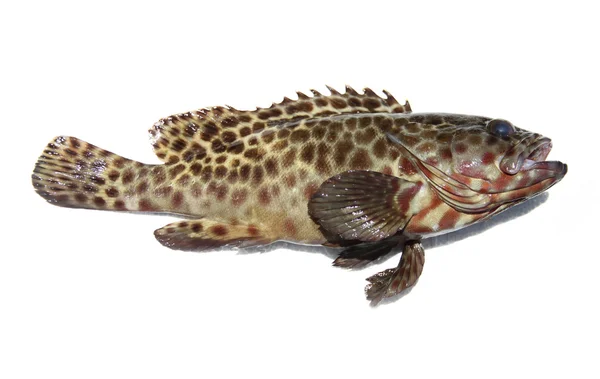 Verse grouper vis op wit. — Stockfoto
