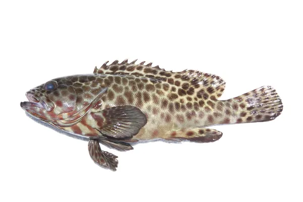 Färska grouper fisk på vit. — Stockfoto