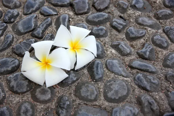 Vita frangipani på dekorativa stenar bakgrund. — Stockfoto