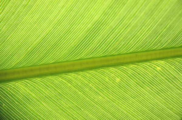 Textured of green leaf. — Stock Photo, Image