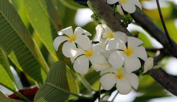 Plumeria branca na árvore . — Fotografia de Stock