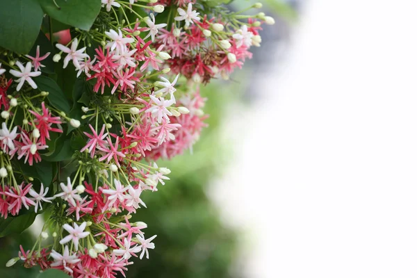 Drunen zeeman of rangoon klimplant bloem. — Stockfoto